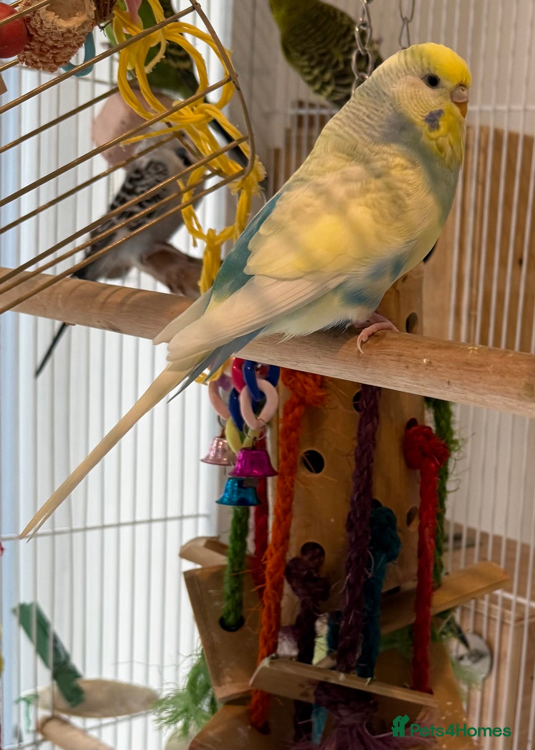 Budgerigars birds for sale: Bonded budgies for sale  - Image 5