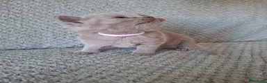 Kitten 4