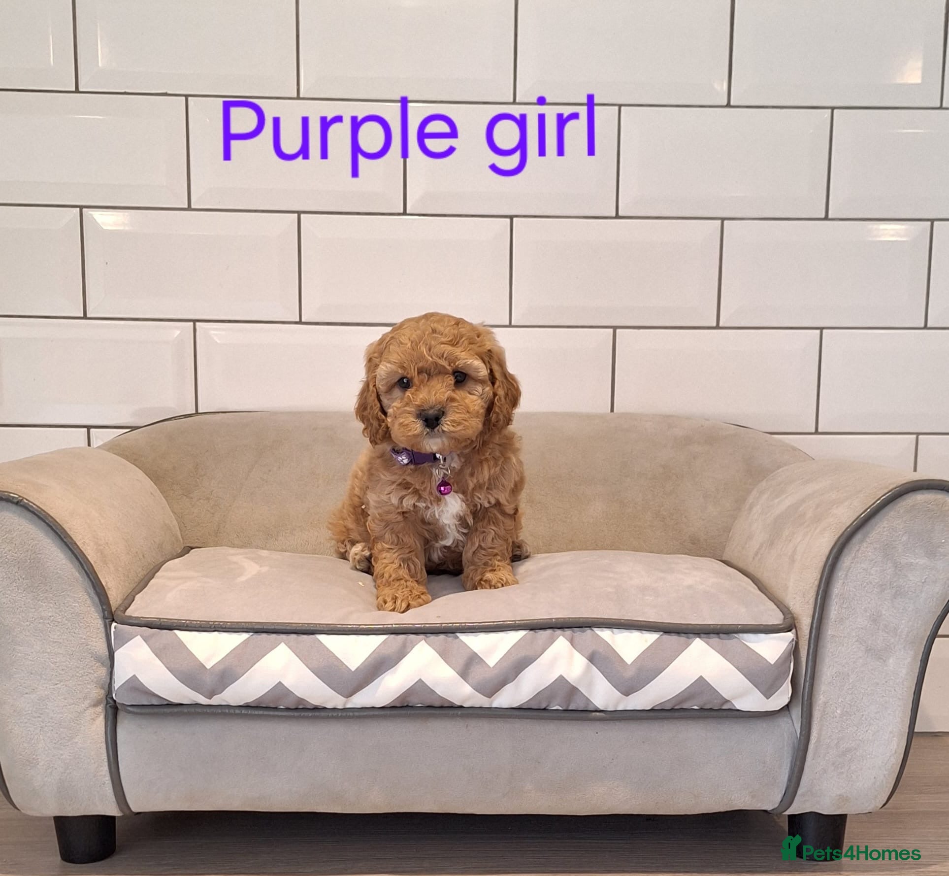 Cavapoochon dogs Beautiful Cavapoochons puppies - Advert 1