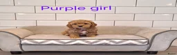 Cavapoochon dogs for sale: Beautiful Cavapoochons puppies - Advert 2