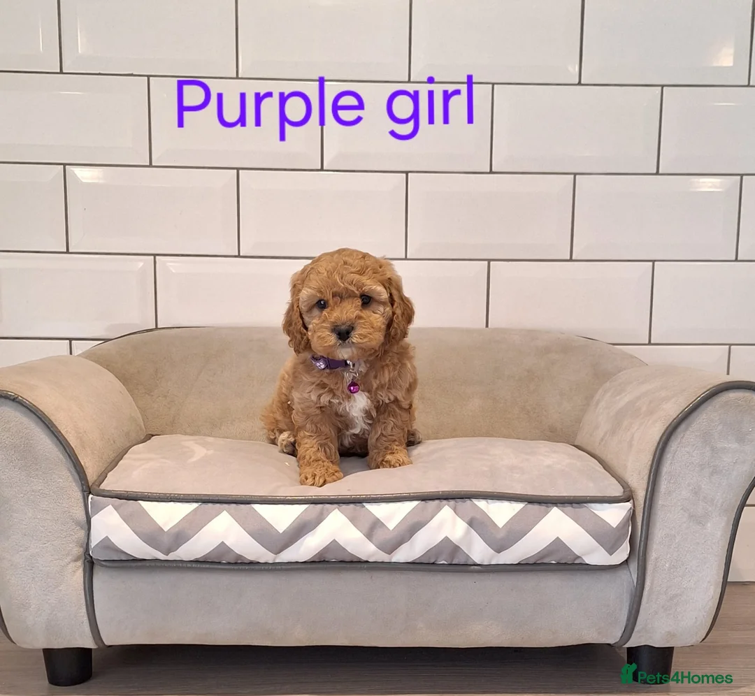 Cavapoochon dogs for sale: Beautiful Cavapoochons puppies - Advert 2