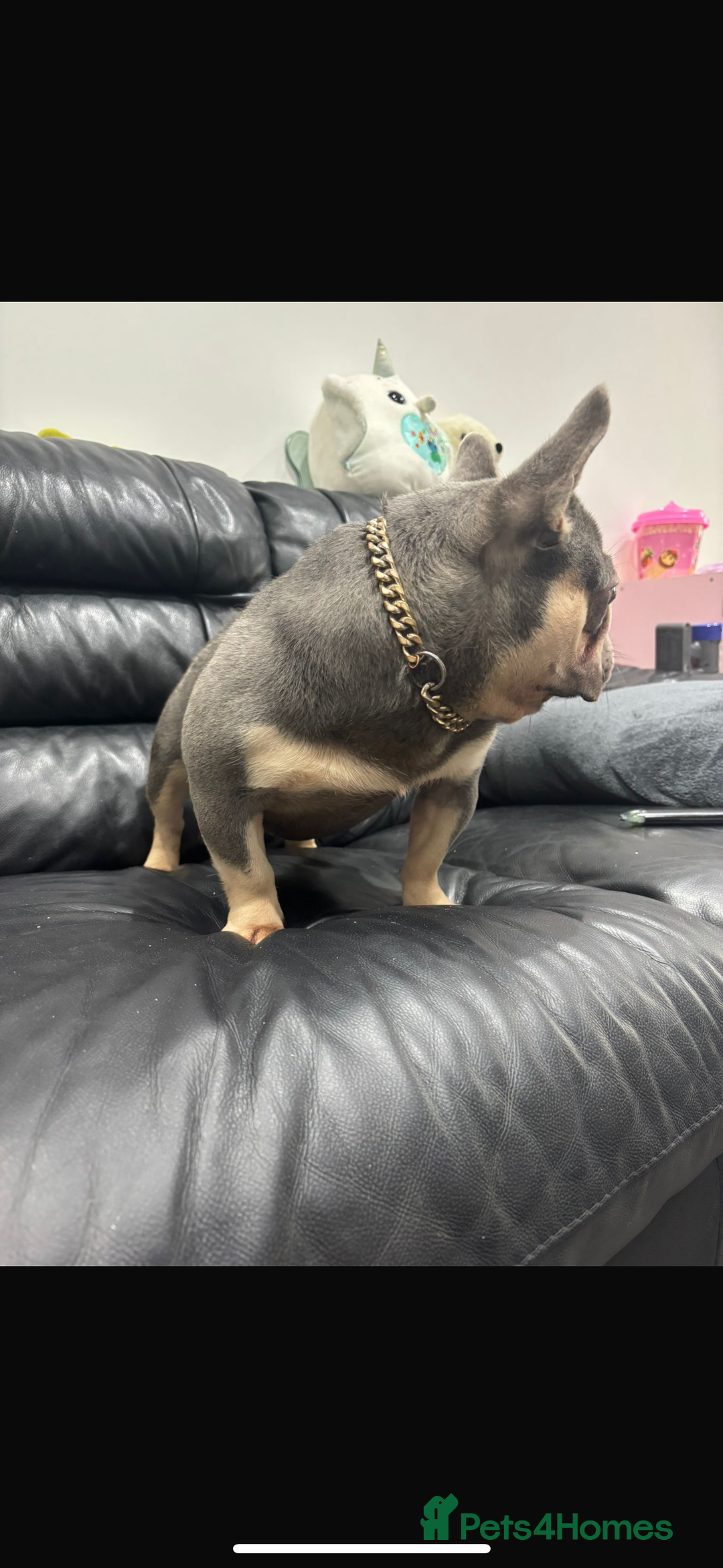 French Bulldog dogs for stud: Tiny lilac and tan stud £300 - Image 7
