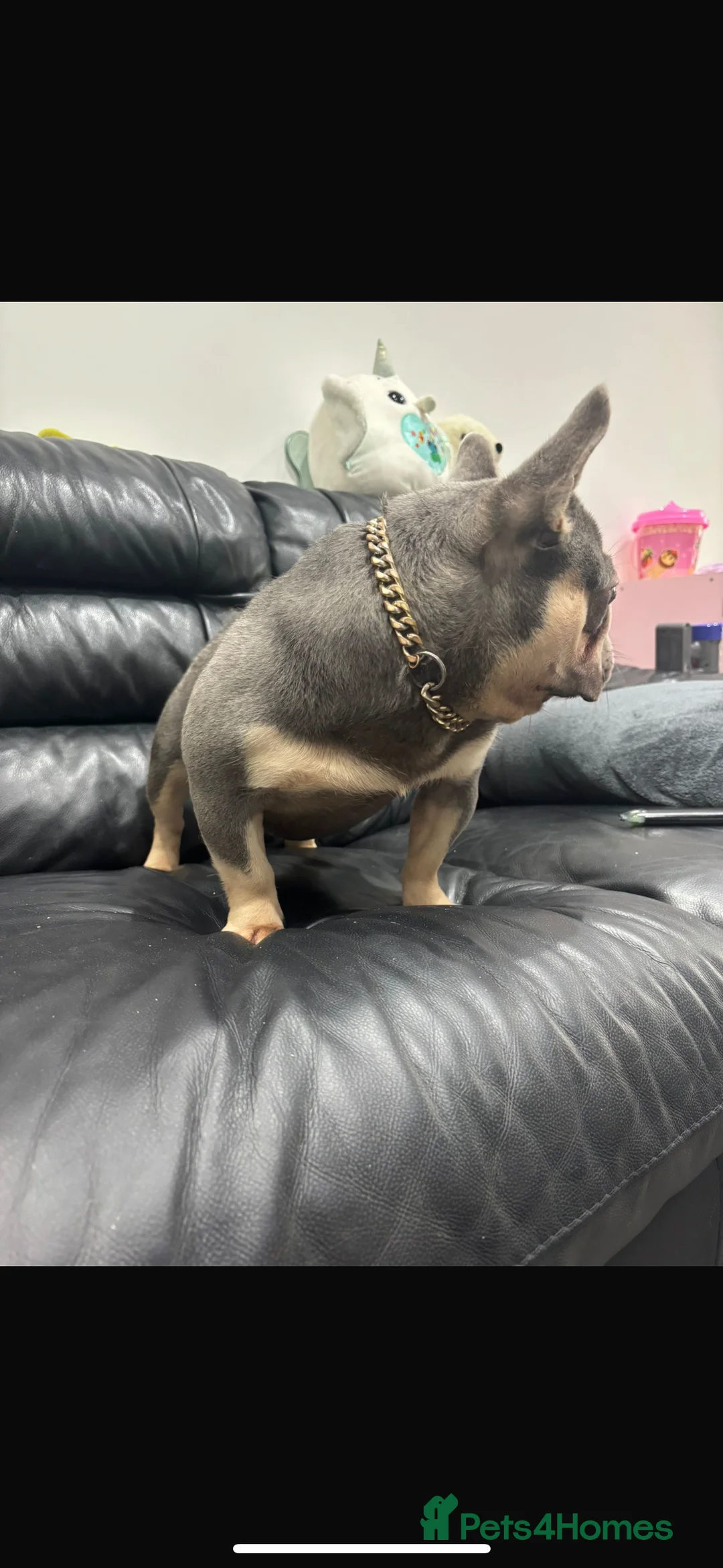 French Bulldog dogs for stud: Tiny lilac and tan stud available - Advert 7
