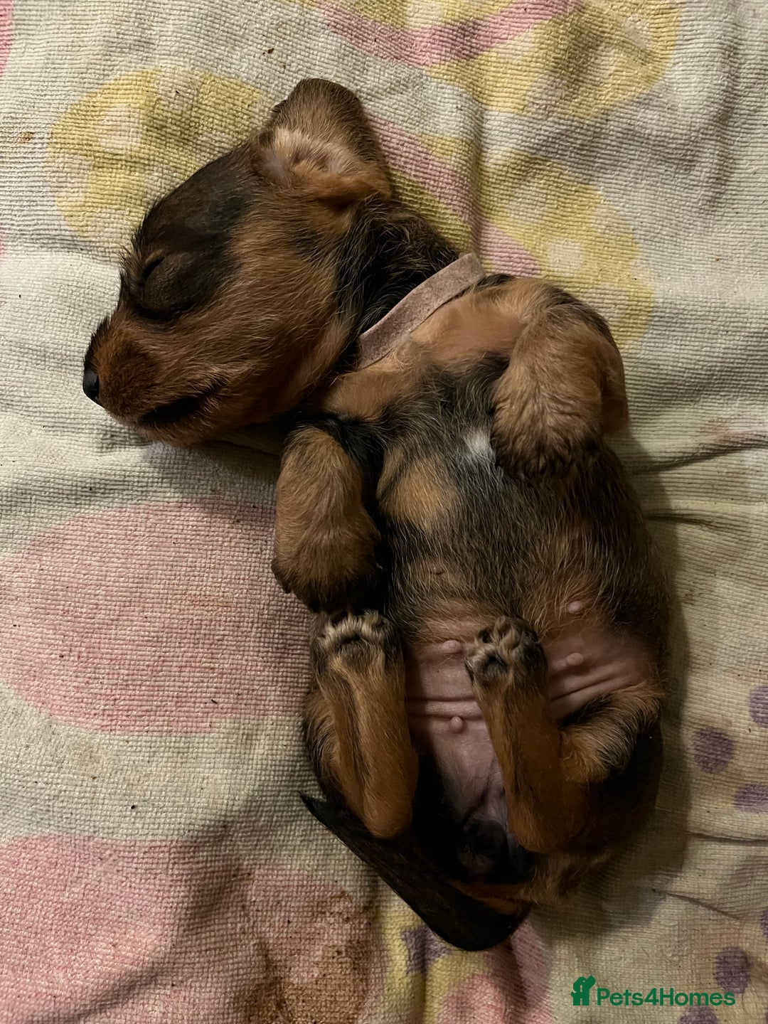 Dachshund dogs for sale: Standard Wire Haired Dachshund puppies - Advert 5