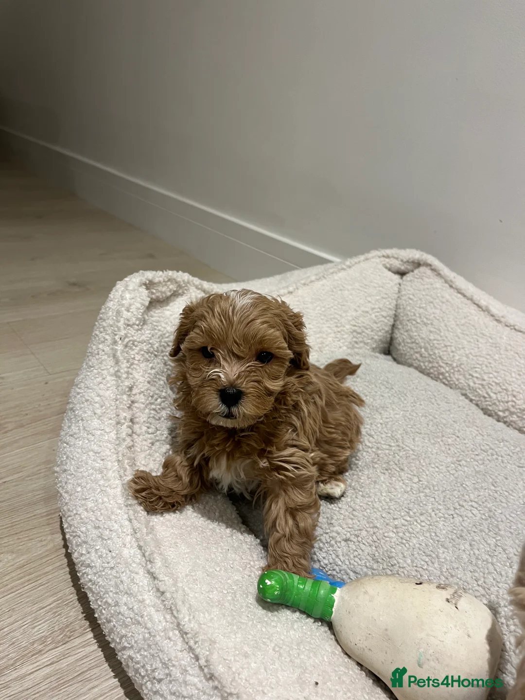 Maltipoo dogs for sale: Gorgeous Maltipoo Pups looking for their new home  - Advert 31