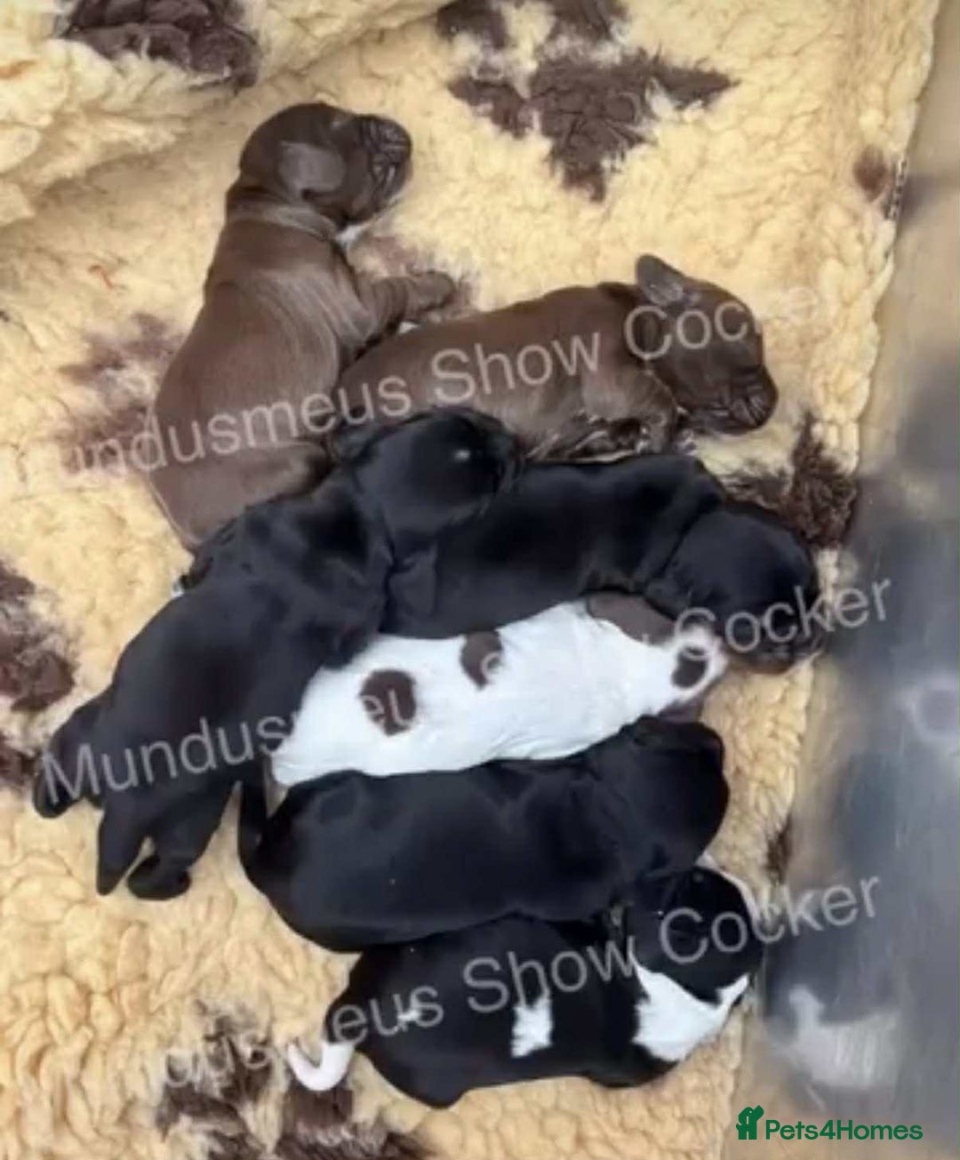 Cocker Spaniel dogs for stud: 100% show import stud - Advert 13