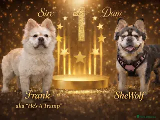 French Bulldog dogs ⭐️KC registered NOW BORN litter of EA Husky⭐️ - Advert 1