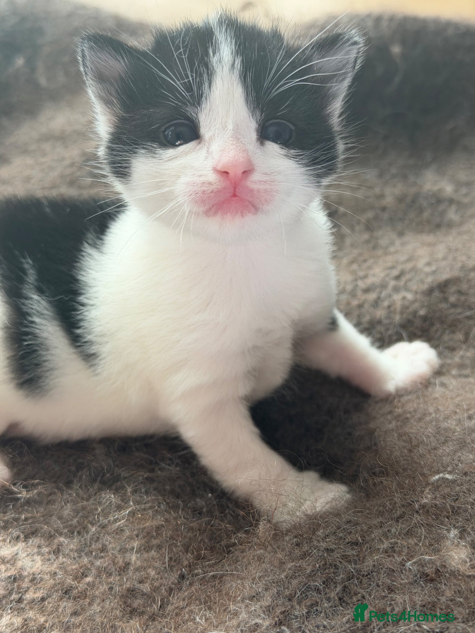 Mixed Breed cats Beautiful kitten  - Advert 12