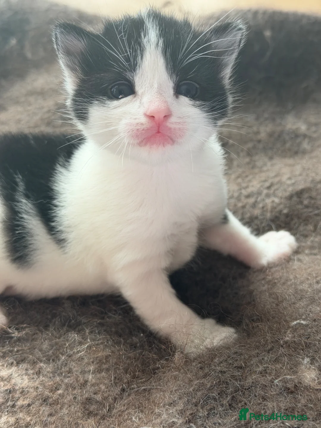 Mixed Breed cats for sale: Beautiful kitten  in Slough - Advert 1