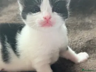 Mixed Breed cats Beautiful kitten - Advert 12