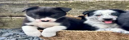 Border Collie dogs for sale: Border Collie Puppies - Advert 4