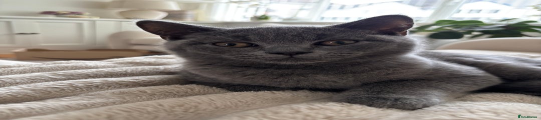 British Shorthair Kitten 1