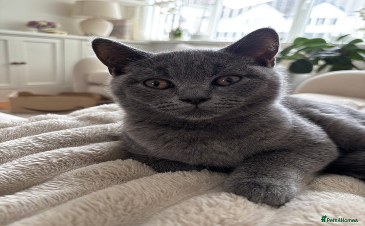 British Shorthair cats - Advert 6