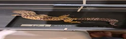 Leopard Gecko reptiles for sale: Supergiant female leopard gecko.  - Advert 4