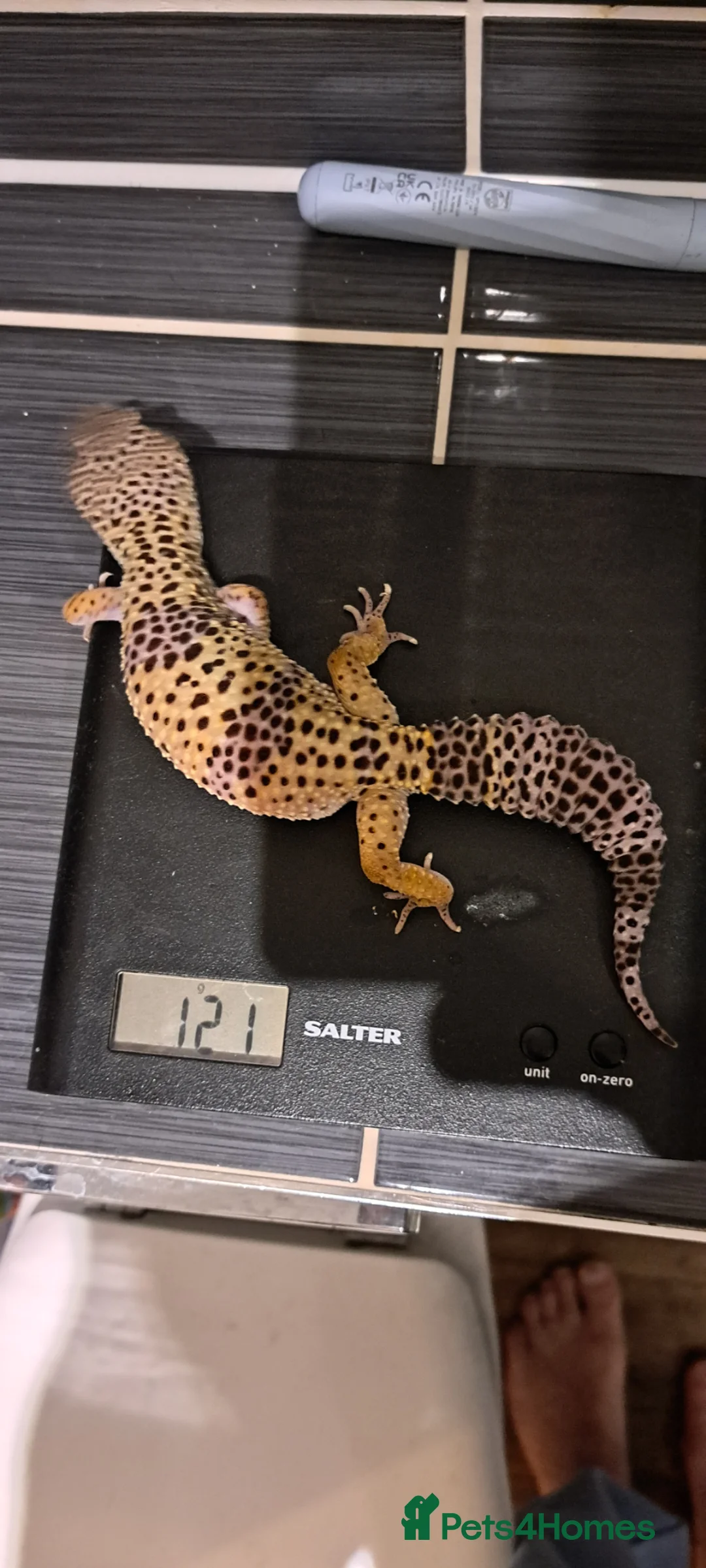 Leopard Gecko reptiles for sale: Supergiant female leopard gecko.  - Advert 4
