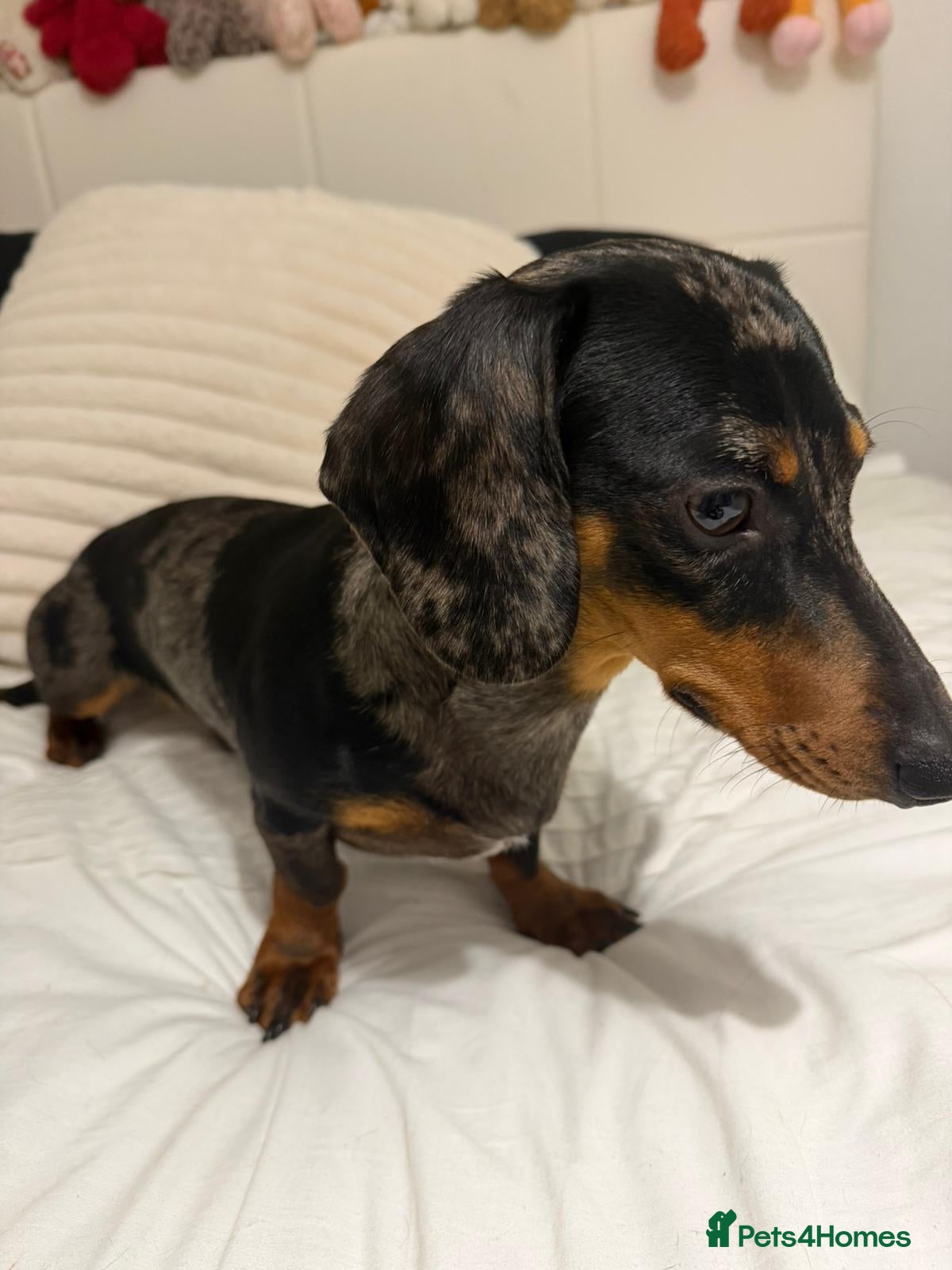 Miniature Dachshund dogs 2 brothers - Advert 4