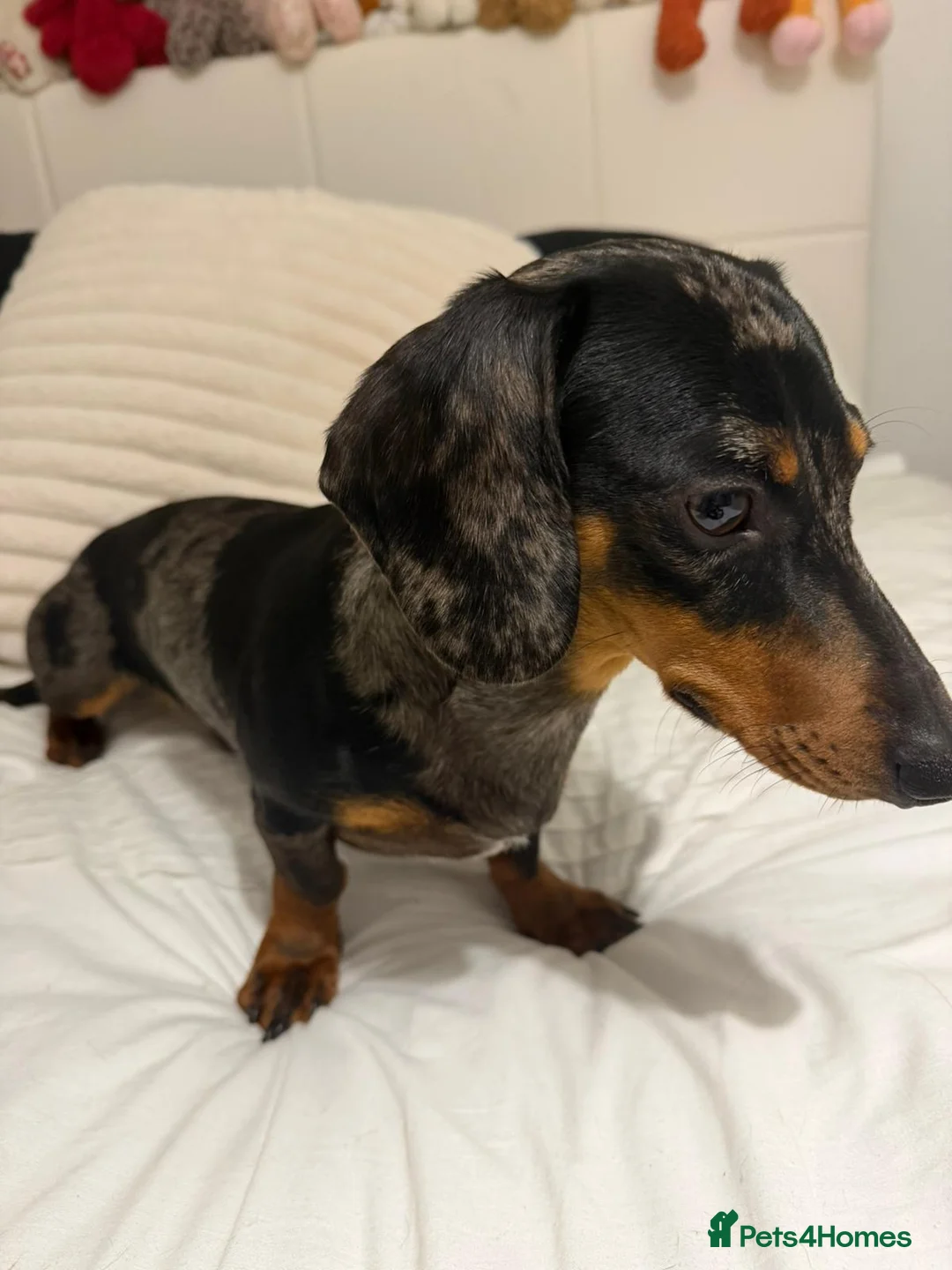 Miniature Dachshund dogs for sale: 2 brothers - Advert 1