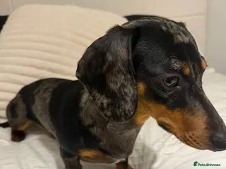 Miniature Dachshund dogs 2 brothers - Advert 13