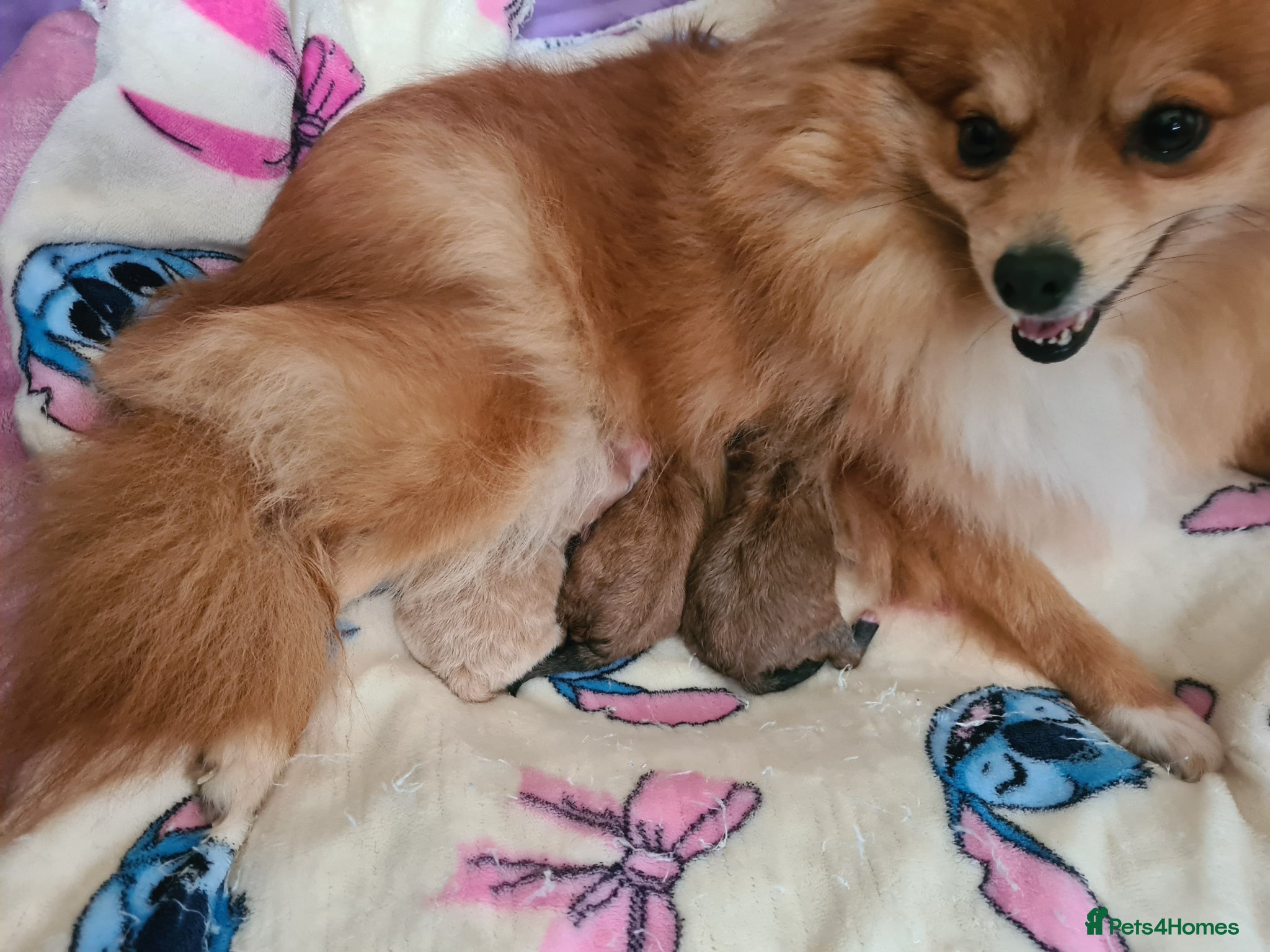 Pomeranian dogs for sale: 3 female pomeranian puppies  - Advert 1