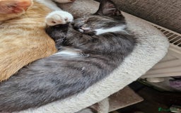Domestic Shorthair cats for sale: Bundles off fun  - Image 11