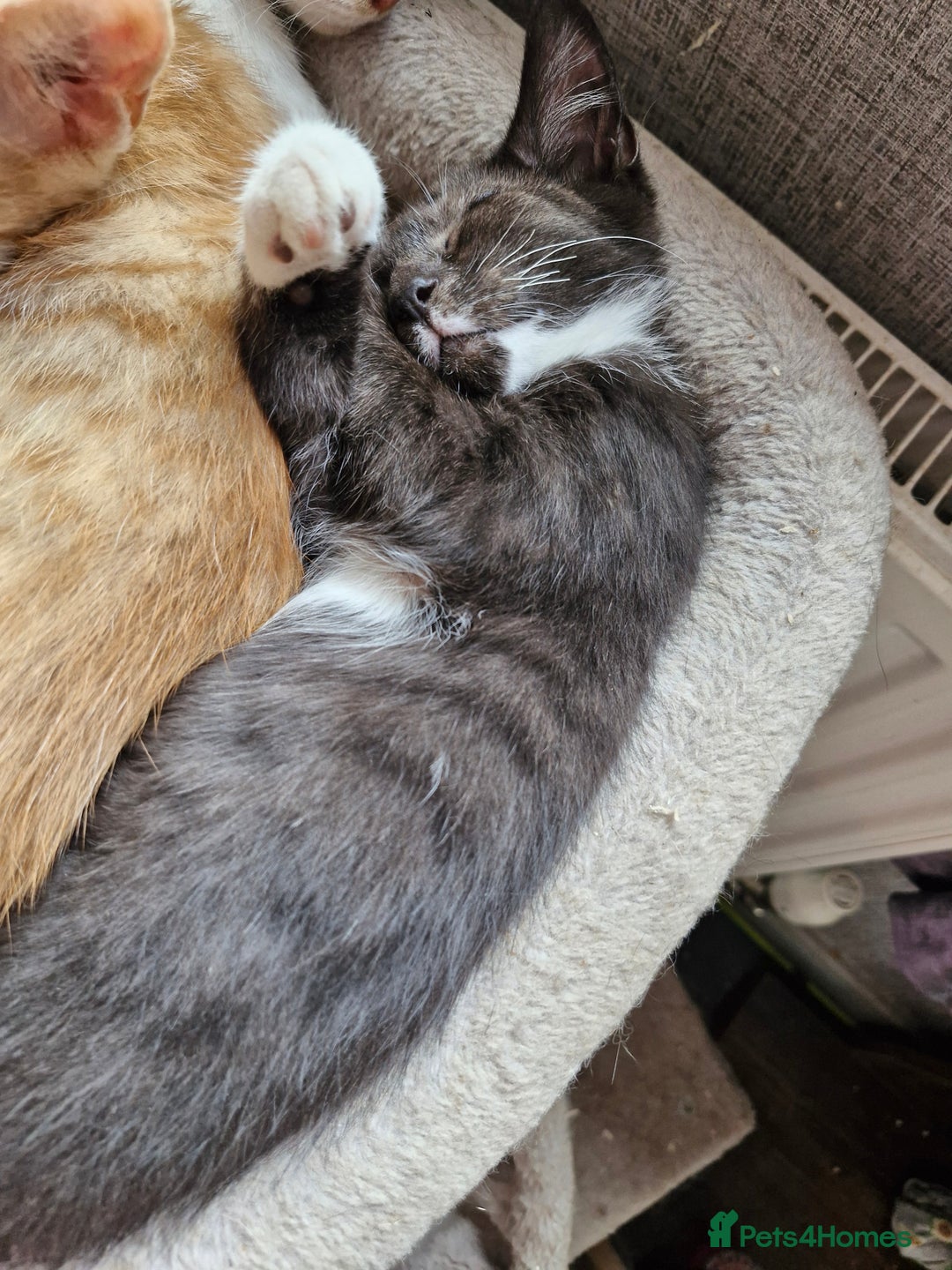Domestic Shorthair cats for sale: Bundles off fun  - Image 11