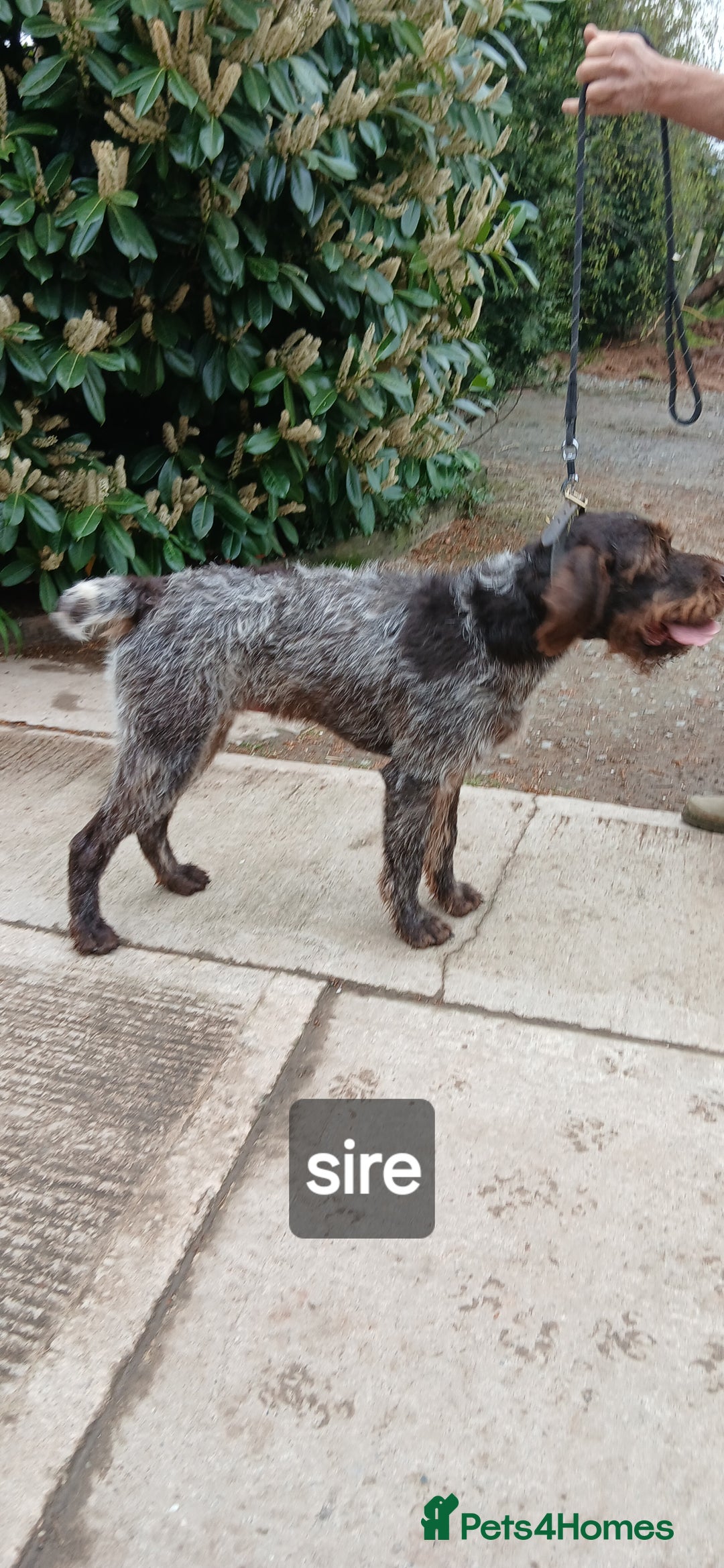 German Wirehaired Pointer dogs for sale: Stunning GWP puppies.  - Image 8