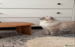Ragdoll cats for sale: The Brave Little Prince - Image 6