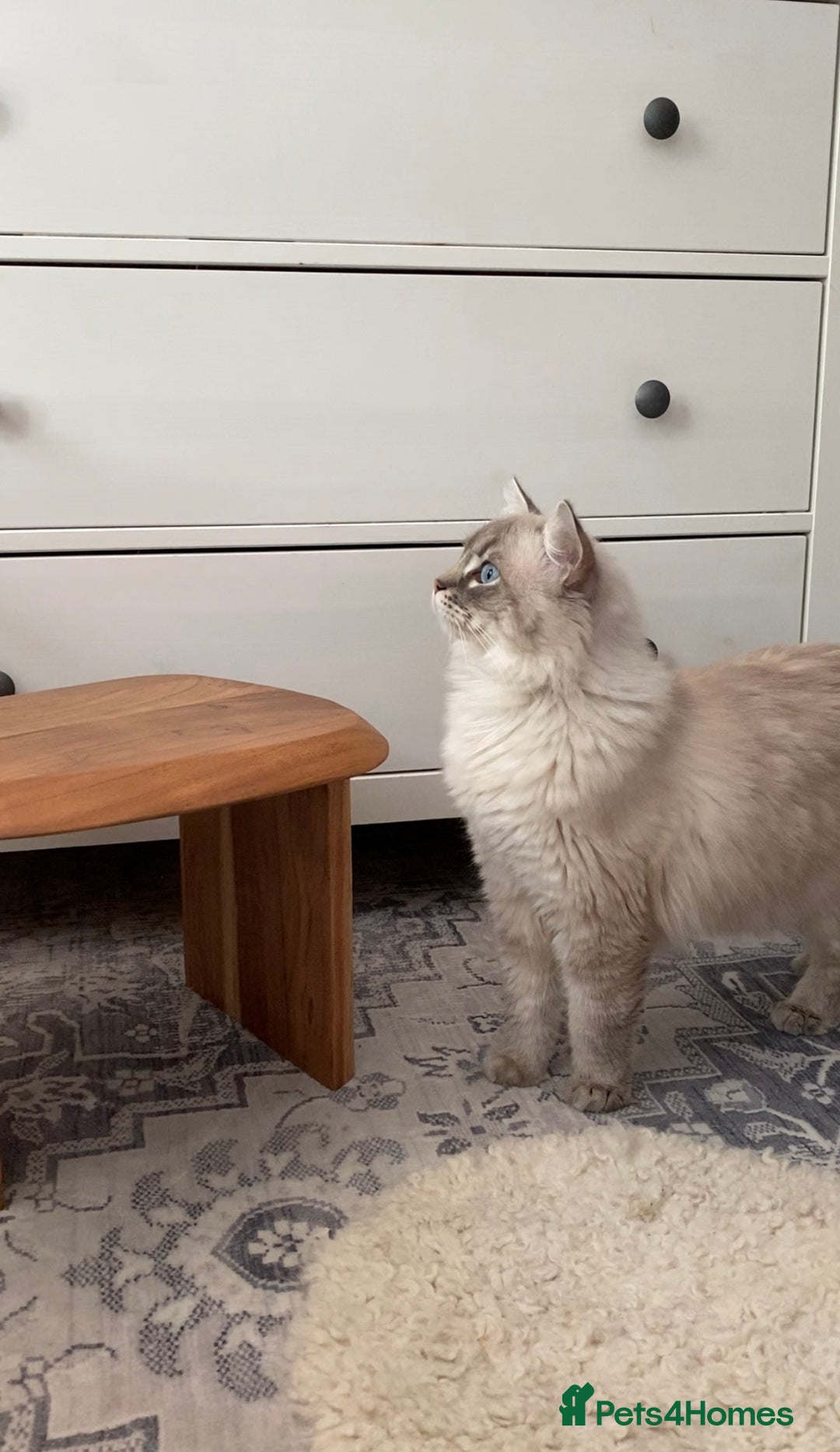 Ragdoll cats for sale: The Brave Little Prince - Image 6