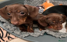 Miniature Dachshund dogs for sale: Playful smooth haired mini dachshunds Ready Now - Image 5