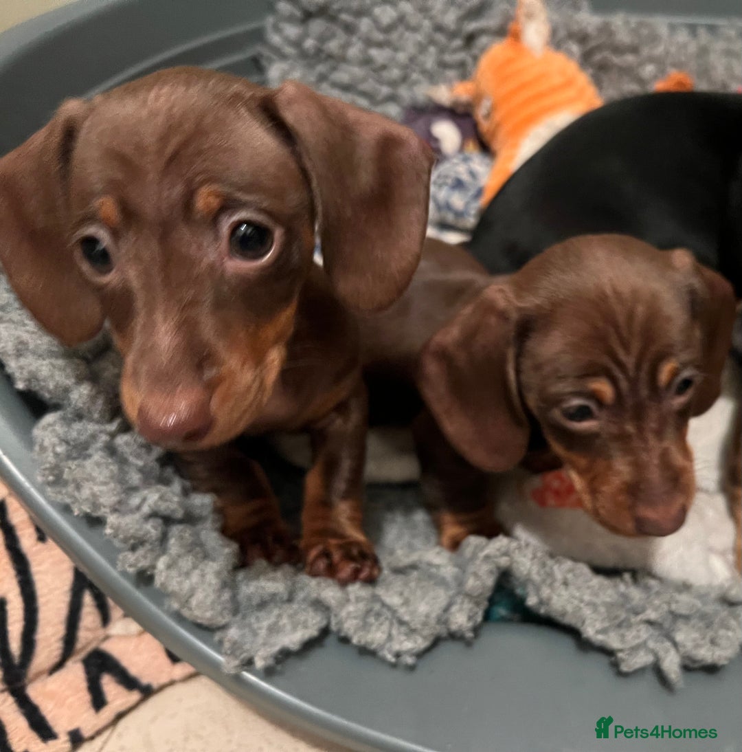 Miniature Dachshund dogs for sale: Playful smooth haired mini dachshunds Ready Now - Image 5