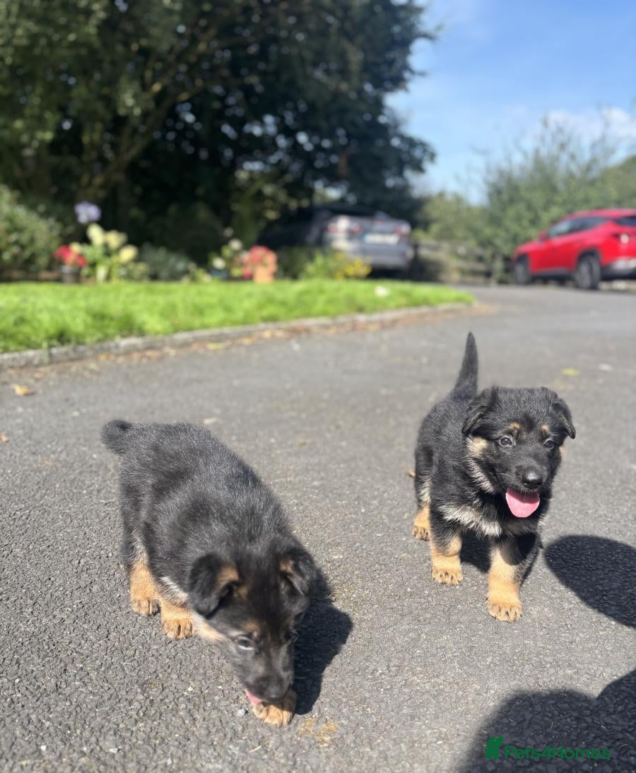 German Shepherd dogs Four standout female German Shepherd puppies - Advert 9