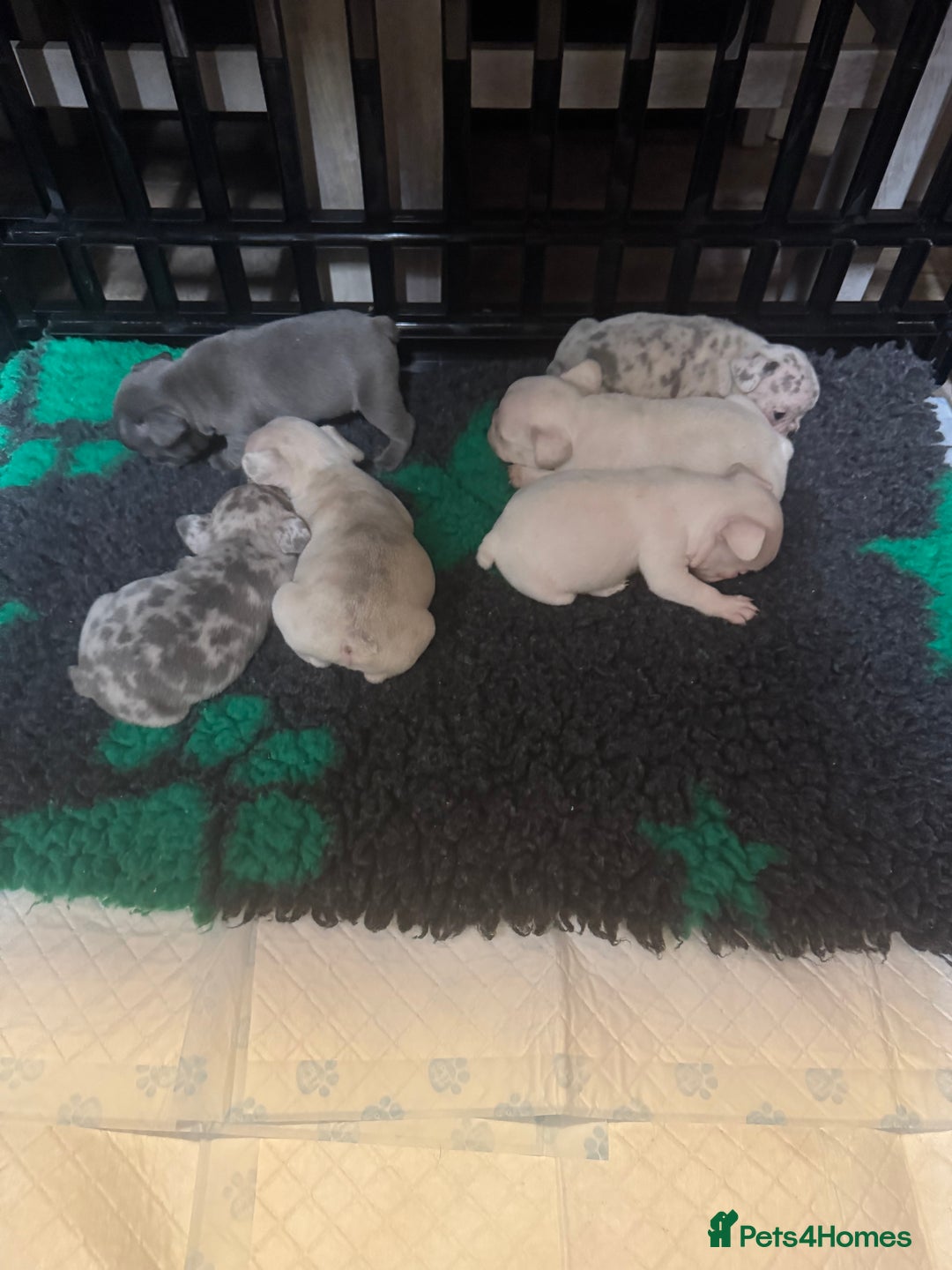 French Bulldog dogs for sale: Adorable French Bulldogs - Image 3