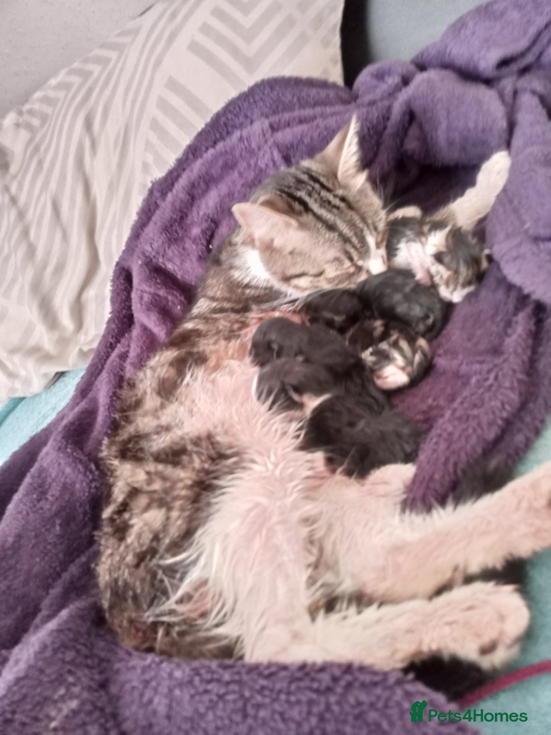 Mixed Breed cats for sale: Gorgeous Kittens  - Image 5