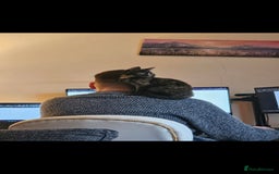 Domestic Shorthair cats for sale: Cuddly, affectionate forever kitten for sale - Image 2