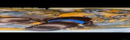 Cocker Spaniel dogs for sale: Show Cocker Spaniel’s  in Annan - Advert 5