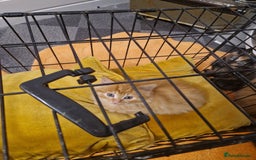 Mixed Breed cats for sale: Beautiful kittens - Image 18