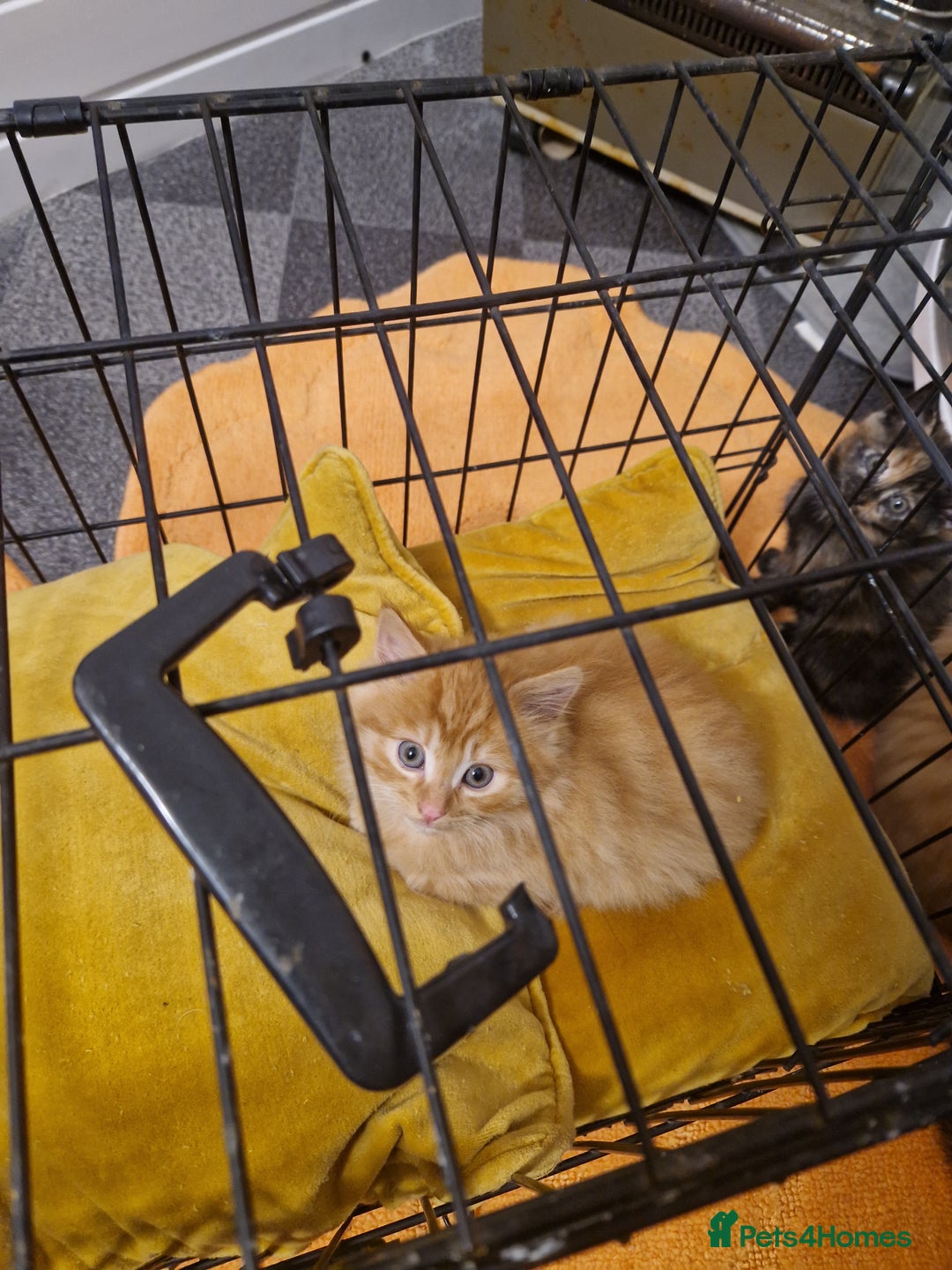 Mixed Breed cats for sale: Beautiful kittens - Image 18