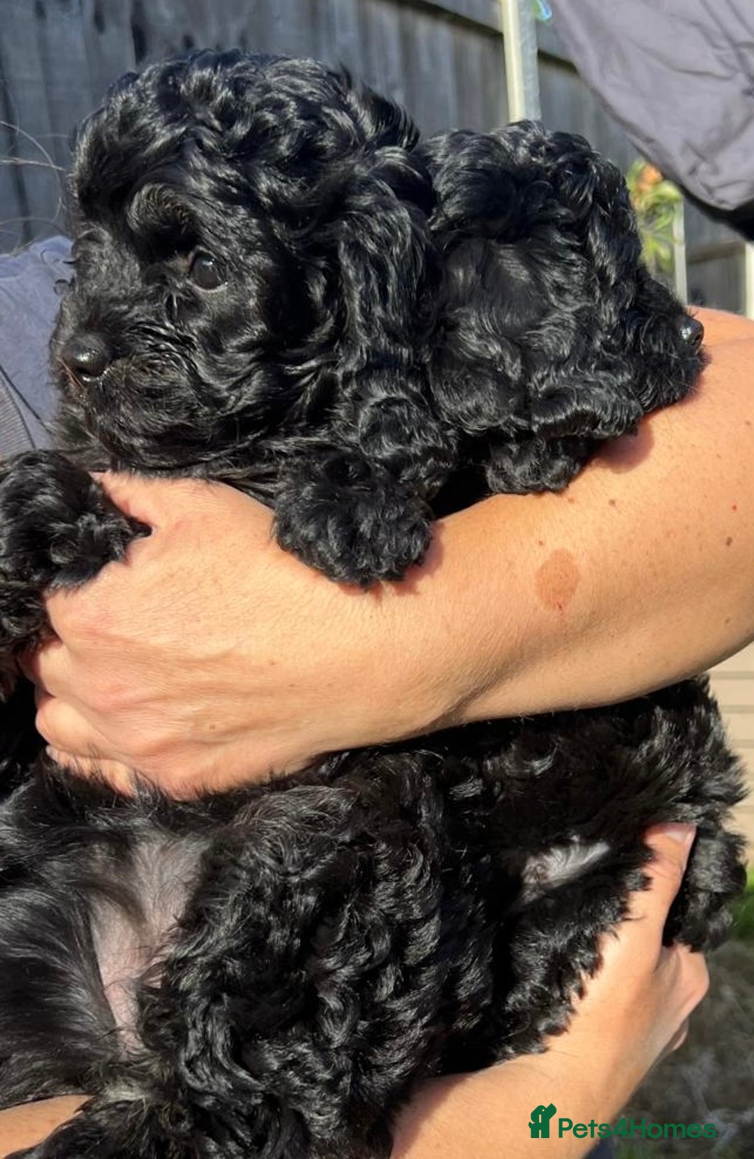 Cavapoo dogs for sale: Stunning premium F1 Cavapoos 🥰 DNR tested parents - Image 12