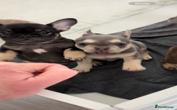 French Bulldog dogs for sale: MICRO LINES French bulldog boy HEAVILY REDUCED  - Image 22