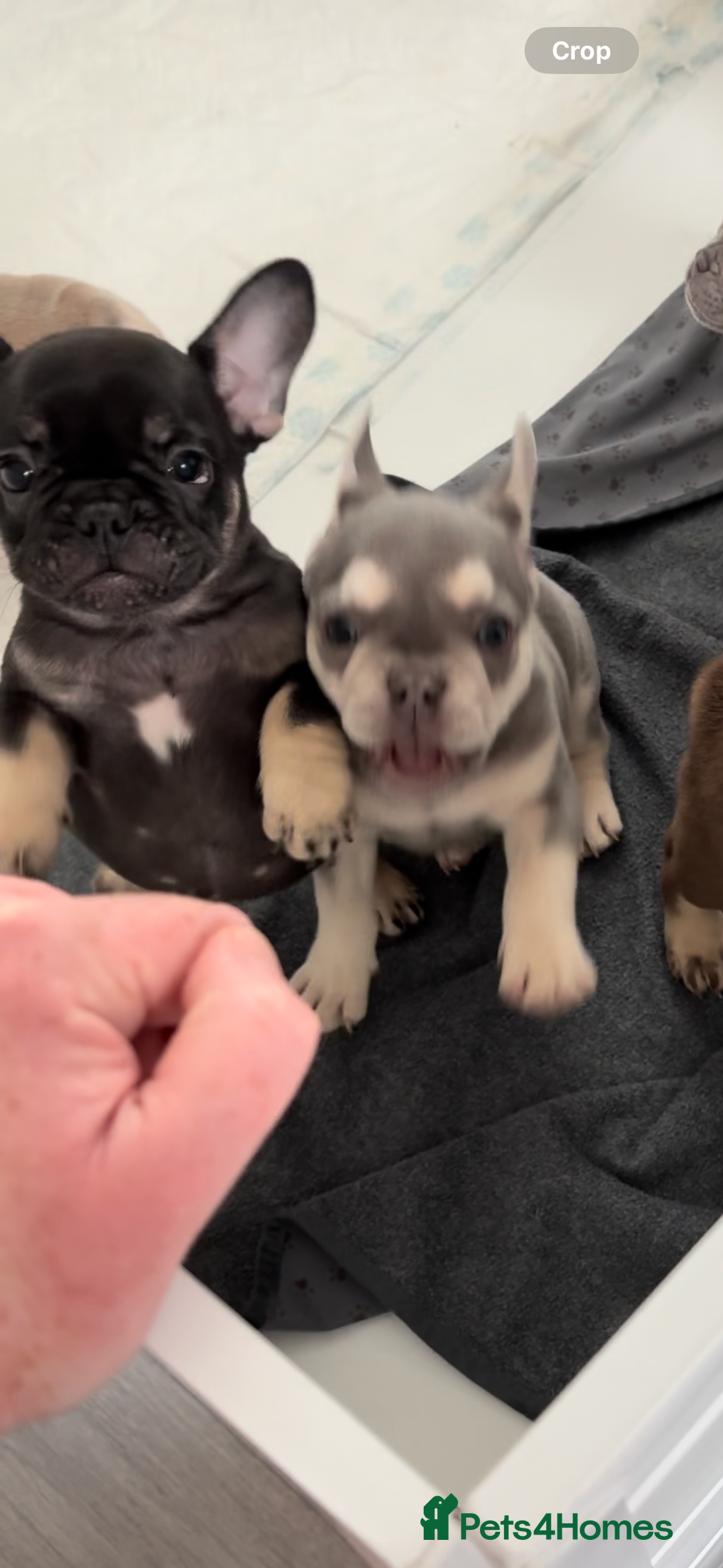 French Bulldog dogs for sale: MICRO LINES French bulldog boy HEAVILY REDUCED  - Image 22