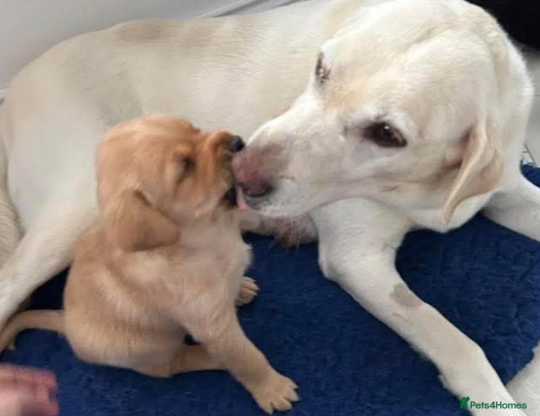 Labrador Retriever dogs KC REGISTERED LAB DOG PUP - Advert 3