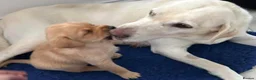 Labrador Retriever dogs for sale: KC REGISTERED LAB DOG PUP in Carluke - Advert 1