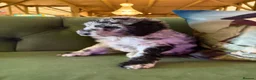 Sheepadoodle dogs for sale: Sheepadoodle Puppies Available  - Advert 35