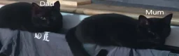British Shorthair cats for sale: 3 Black/ghost tabby kittens - Advert 4