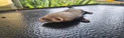 Ferret rodents for sale: Ferret kits looking for forever homes - Advert 6