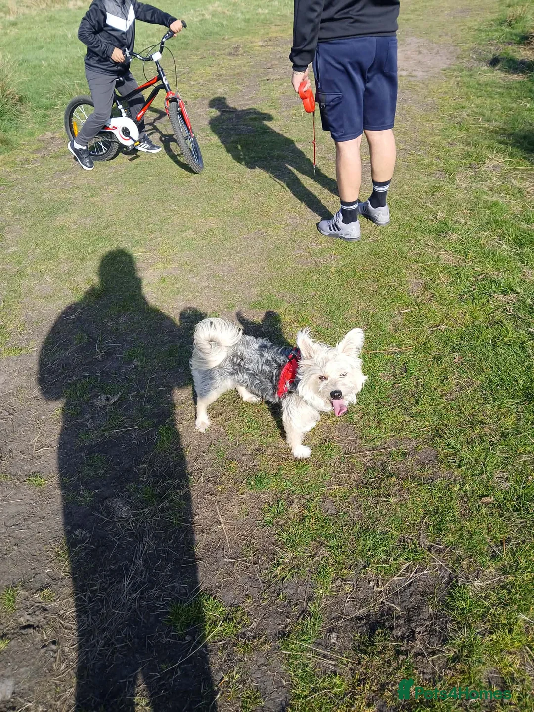 Mixed Breed dogs for sale: Yorkshire mix  - Advert 2