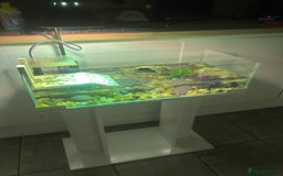 Turtle reptiles for sale: Pair of musk turtles and set up  - Image 3