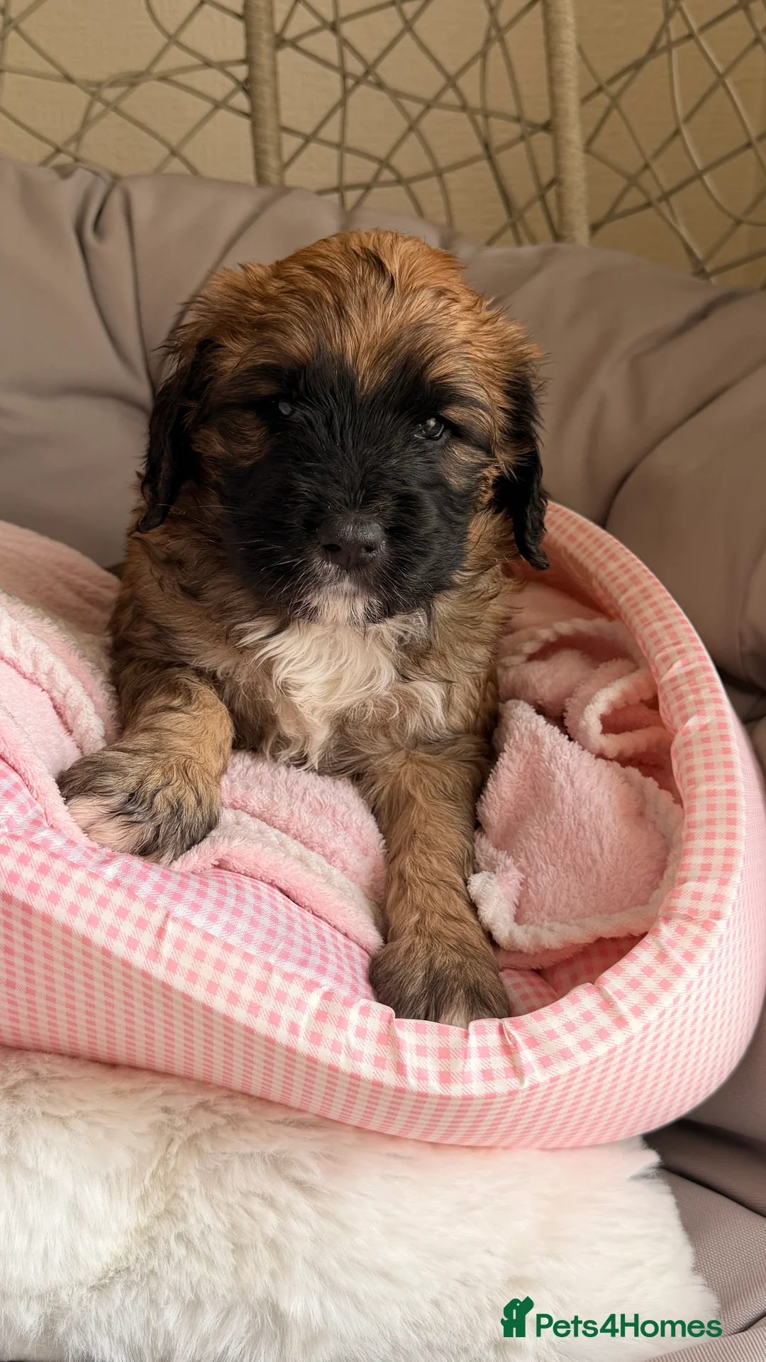 Mixed Breed dogs for sale: Beautiful Bernedoodle Puppies – 3 Girls & 3 Boys - Advert 2