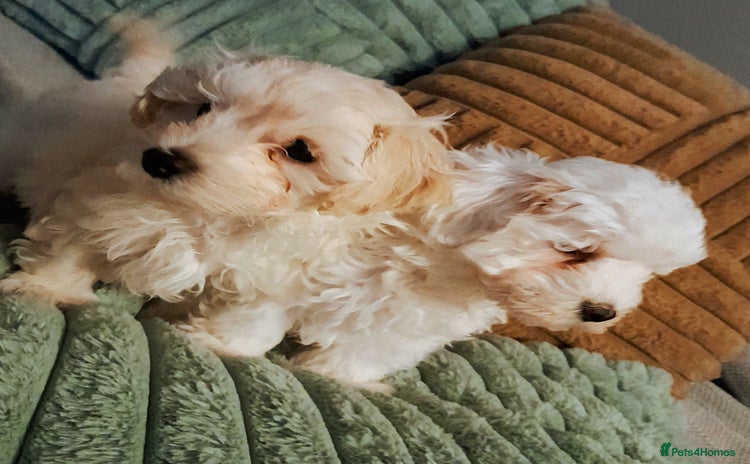 Maltipoo dogs F1 HEALTH TESTED QUALITY TOY MALTIPOO PUPPIES  - Advert 3
