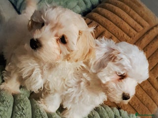 Maltipoo dogs F1 HEALTH TESTED QUALITY TOY MALTIPOO PUPPIES - Advert 8